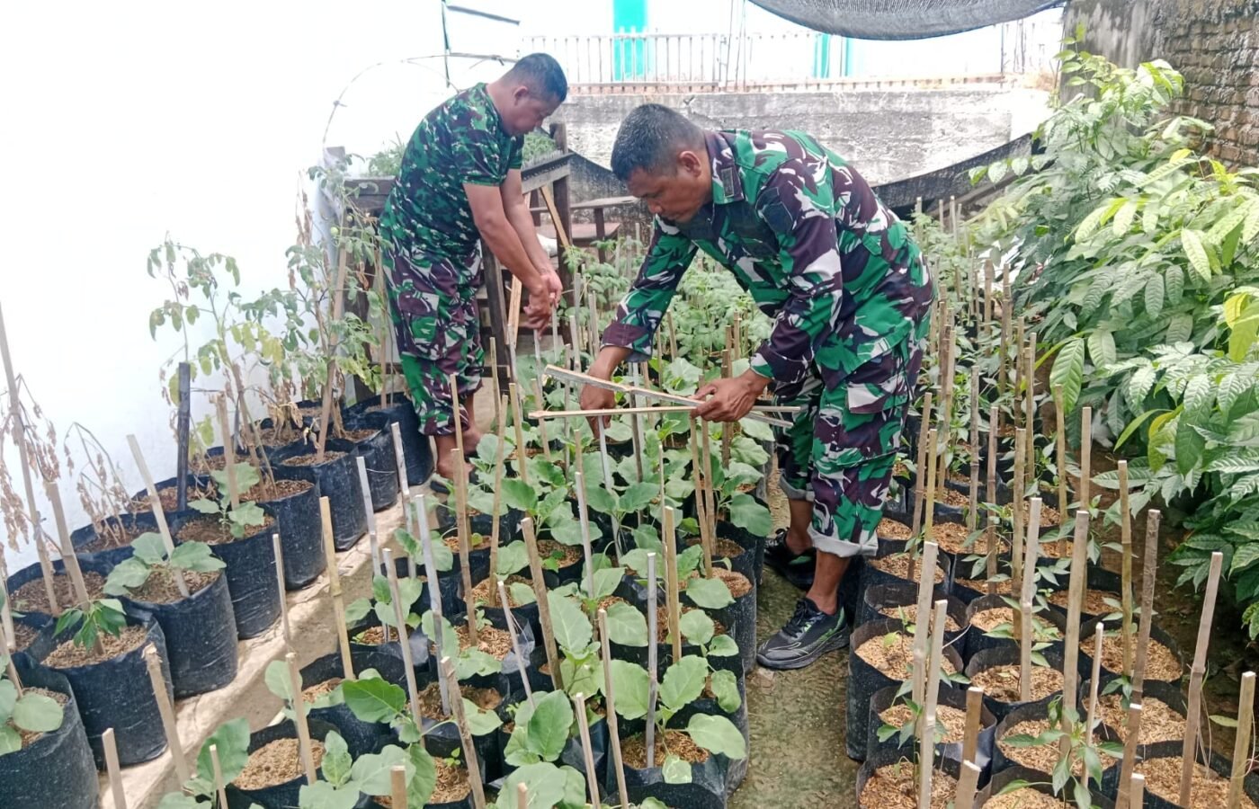 Inovasi Satgas TMMD Ke-129 Kodim 0102/Pidie Lewat Demplot Sayuran untuk Kemandirian Pangan