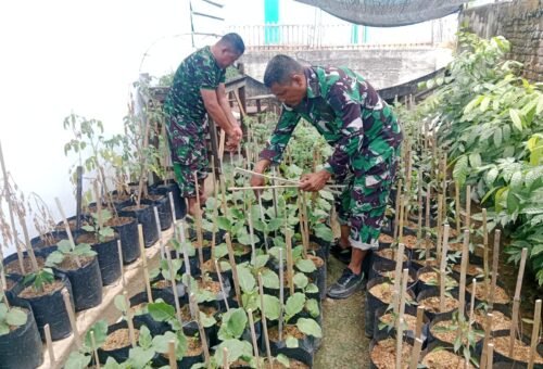 Inovasi Satgas TMMD Ke-129 Kodim 0102/Pidie Lewat Demplot Sayuran untuk Kemandirian Pangan