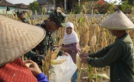 Bantuan TNI untuk Panen Jagung di Bojonegoro