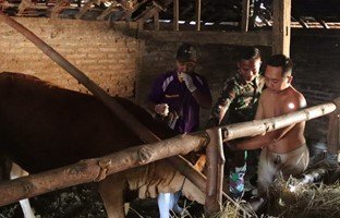 TNI Manunggal Membangun Desa: Dukungan Kesehatan Hewan di Bojonegoro Tingkatkan Ekonomi Warga
