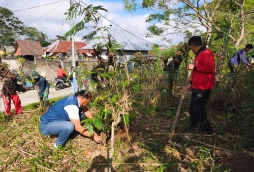 Program TMMD Bangli: Penanaman Pohon Mahoni untuk Lingkungan Sehat