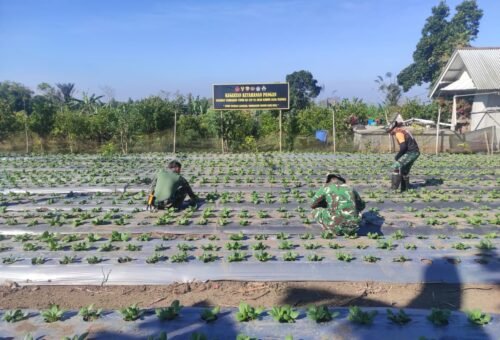 Perawatan Intensif Pakcoy oleh Satgas TMMD Ke-129 Kodim 1626/Bangli untuk Panen Optimal