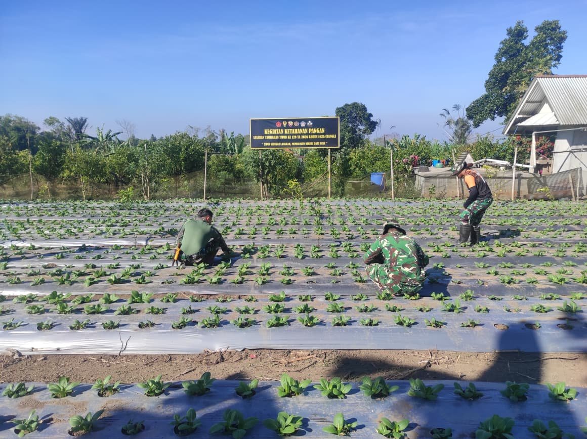 Perawatan Intensif Pakcoy oleh Satgas TMMD Ke-129 Kodim 1626/Bangli untuk Panen Optimal