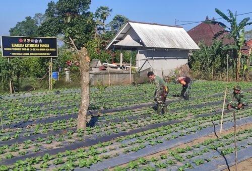 Kerjasama Satgas TMMD dan Masyarakat dalam Merawat Pakcoy untuk Ketahanan Pangan Desa