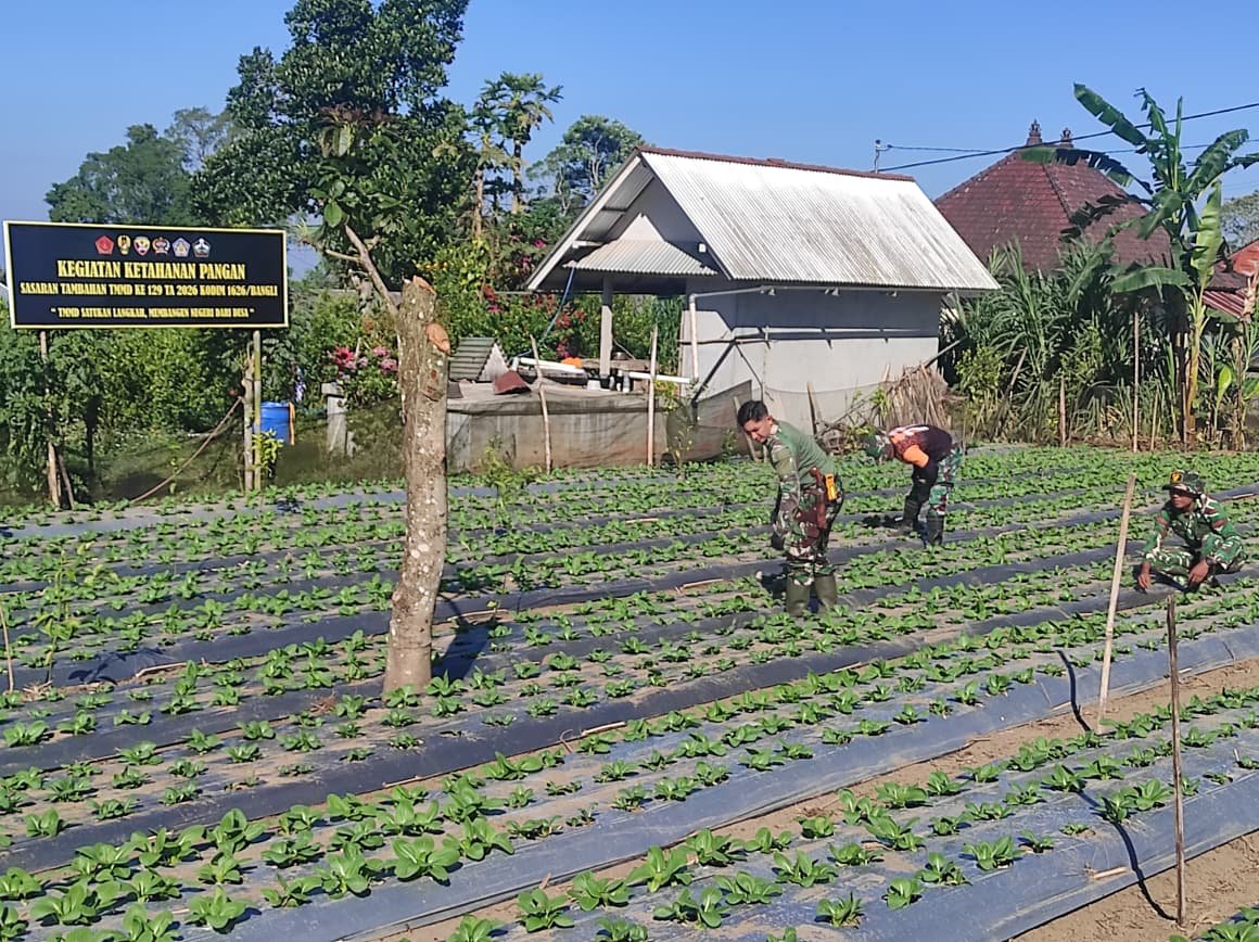 Kerjasama Satgas TMMD dan Masyarakat dalam Merawat Pakcoy untuk Ketahanan Pangan Desa