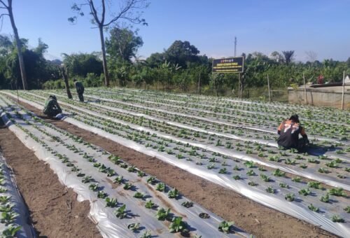 Pengembangan Budidaya Pakcoy TMMD Ke-129 di Bangli Buka Peluang Ekonomi