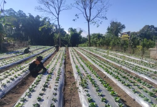 Pembangunan Ketahanan Pangan melalui TMMD Ke-129 di Bangli