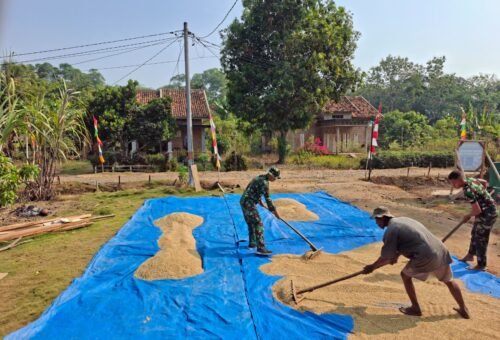 Satgas TMMD Ke-129 Kodim 0412/Lampung Utara Berikan Dukungan kepada Petani Melalui Penjemuran Padi