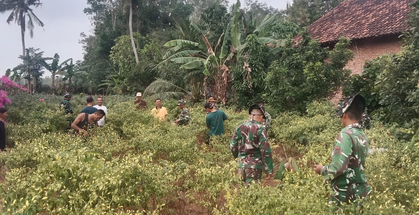 Kerja Sama TNI dan Petani di Sungkai: Memperkuat Ketahanan Pangan