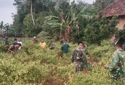 Kerja Sama TNI dan Petani di Sungkai: Memperkuat Ketahanan Pangan