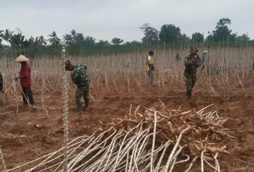 Kemandirian Pangan di Sungkai: Kolaborasi Prajurit dan Petani di Bawah Matahari Terik