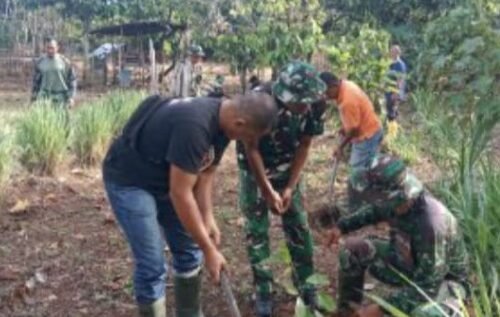 Transformasi Lahan Terdampak Menjadi Kebun Berkelanjutan, TMMD Berupaya Meningkatkan Kemandirian Pangan di Pidie