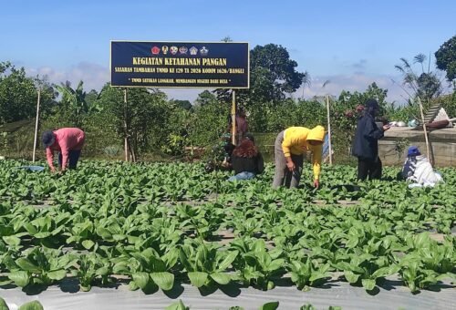 Harvesting Pakcoy TMMD Bangli, Strengthening Food Security From the Village