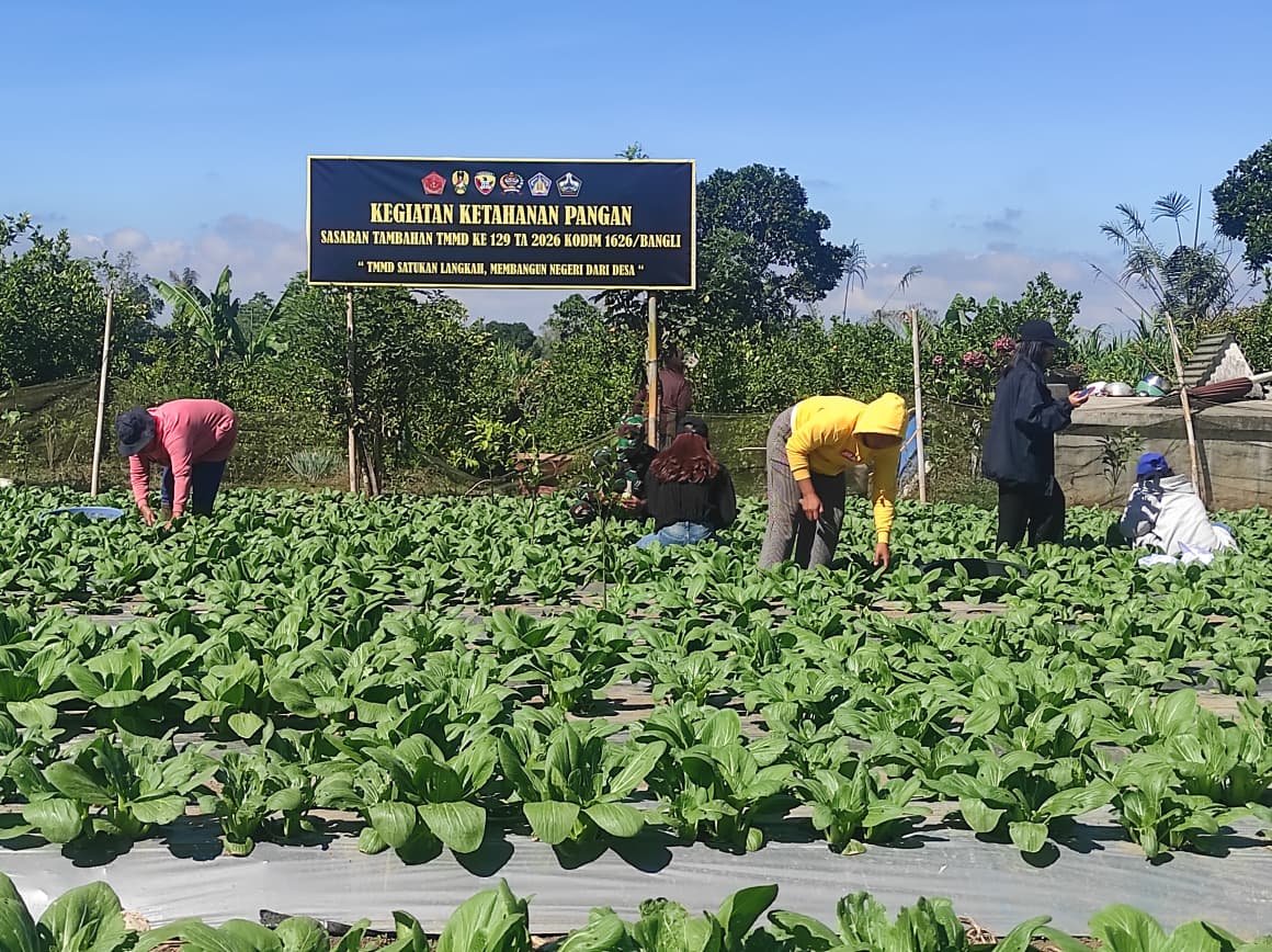 Harvesting Pakcoy TMMD Bangli, Strengthening Food Security From the Village