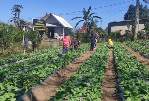 Panen Pakcoy TMMD Bangli: Membangun Kemandirian Petani Lokal