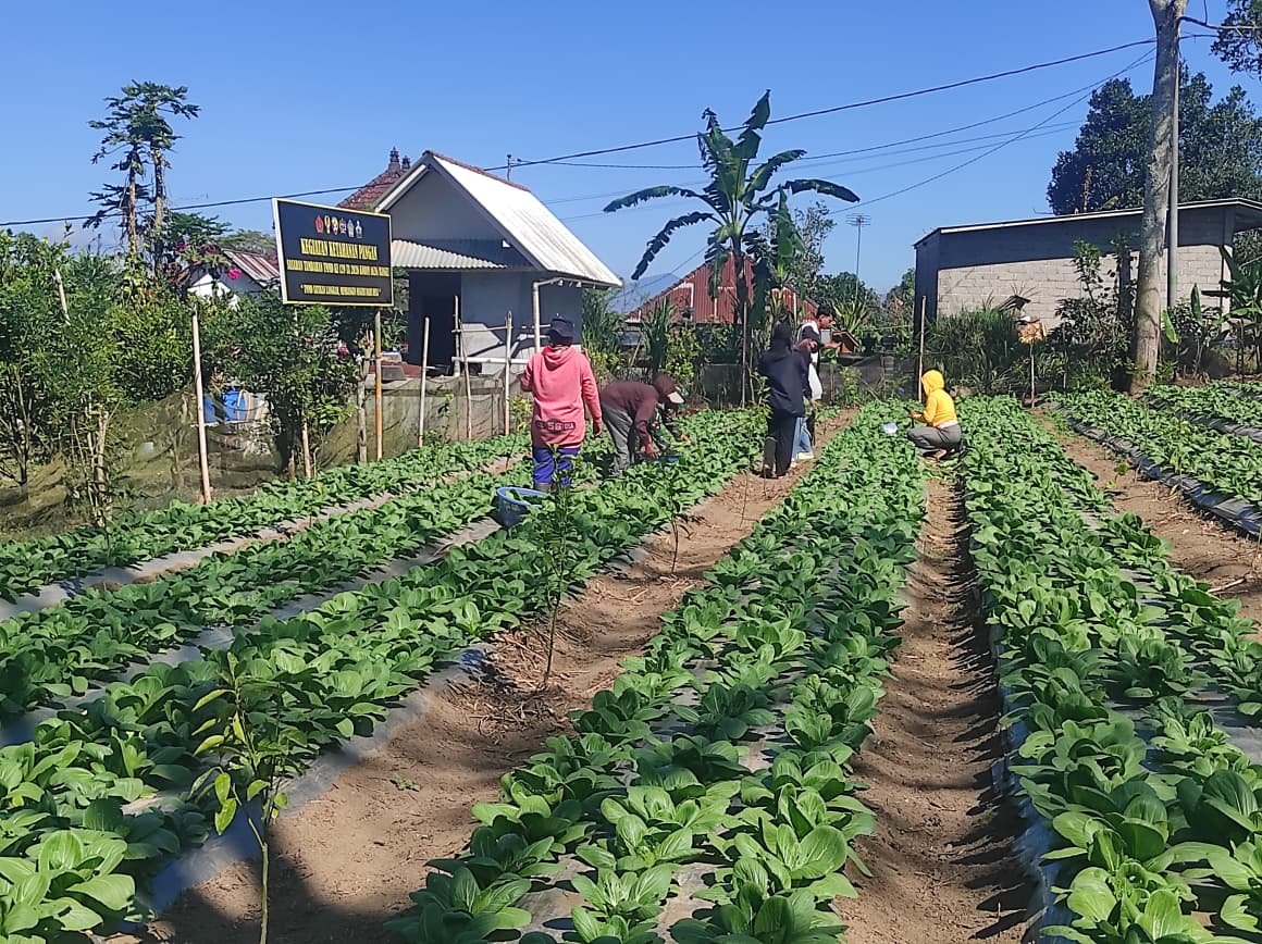 Panen Pakcoy TMMD Bangli: Membangun Kemandirian Petani Lokal