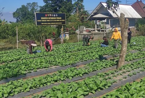 Pemanfaatan Lahan 15 Are untuk Ketahanan Pangan Melalui Budidaya Pakcoy di Bangli