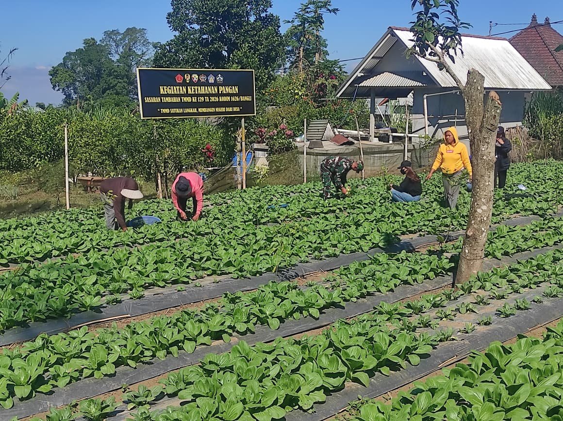 Pemanfaatan Lahan 15 Are untuk Ketahanan Pangan Melalui Budidaya Pakcoy di Bangli