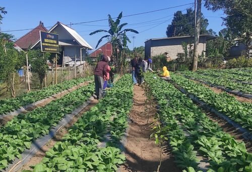 Kerja Sama Satgas TMMD dan Masyarakat Sekardadi: Sukses Panen Pakcoy