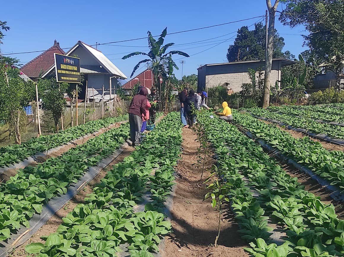 Kerja Sama Satgas TMMD dan Masyarakat Sekardadi: Sukses Panen Pakcoy
