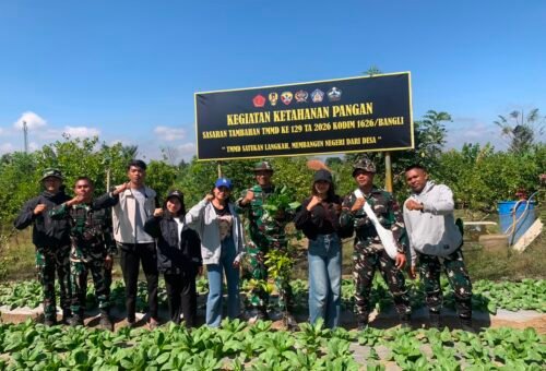 Kodim Bangli Gelar Panen Pakcoy dalam TMMD Ke-129 untuk Kemandirian Pangan