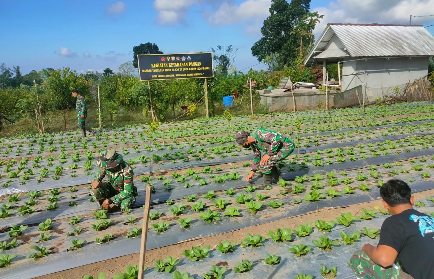 Optimalisasi Perawatan Pakcoy oleh Satgas TMMD Ke-129 Kodim 1626/Bangli dalam Mewujudkan Hasil Panen Terbaik