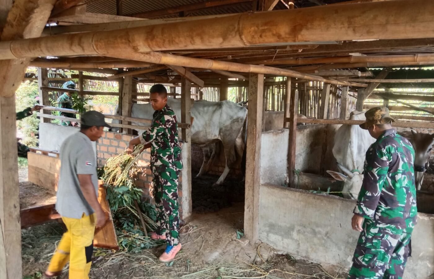 Membangun Keharmonisan dengan Peternak, Satgas TMMD Kodim 0412/LU Kunjungi Usaha Ternak Sapi