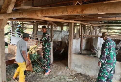 Membangun Keharmonisan dengan Peternak, Satgas TMMD Kodim 0412/LU Kunjungi Usaha Ternak Sapi