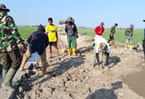 Semangat Gotong Royong di Tengah Sawah Hijau Satgas TMMD Ke-129 Kodim 1404/Pinrang