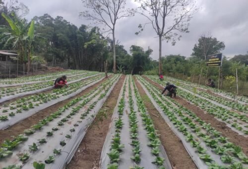 Kerjasama Warga dan Satgas TMMD dalam Penanaman Pakcoy di Kintamani
