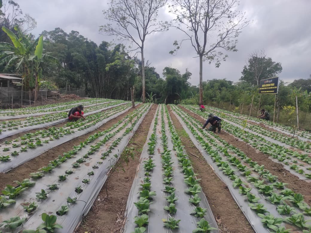 Kerjasama Warga dan Satgas TMMD dalam Penanaman Pakcoy di Kintamani