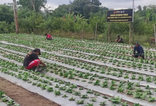 Pengembangan Budidaya Pakcoy Melalui TMMD Ke-129 Dalam Meningkatkan Ketahanan Pangan Desa Sekardadi