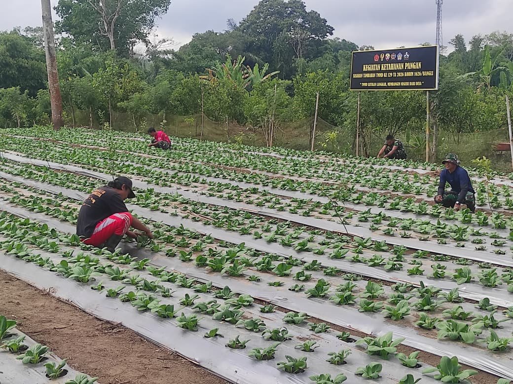 Pengembangan Budidaya Pakcoy Melalui TMMD Ke-129 Dalam Meningkatkan Ketahanan Pangan Desa Sekardadi