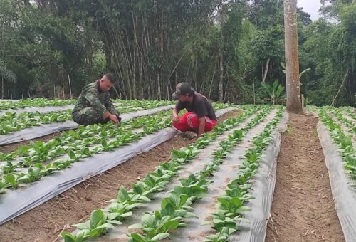 Partisipasi I Nyoman Siram dalam TMMD Ke-129: Hibahkan Lahan untuk Budidaya Pakcoy