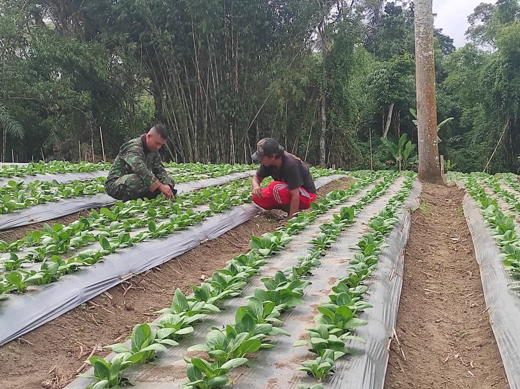 Partisipasi I Nyoman Siram dalam TMMD Ke-129: Hibahkan Lahan untuk Budidaya Pakcoy
