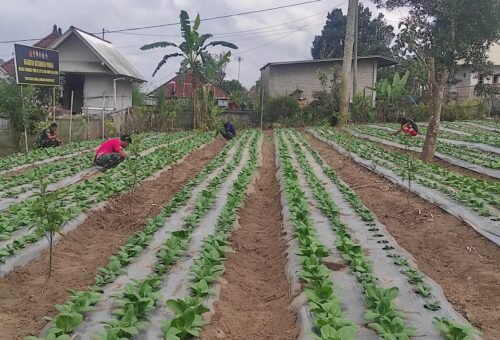 Dorongan Kemandirian Lewat Budidaya Pakcoy dalam TMMD Ke-129 di Bangli