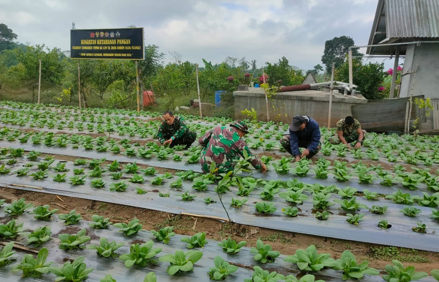 Upaya Satgas TMMD Ke-129 Kodim 1626/Bangli dalam Pengembangan Budidaya Pakcoy di Desa Sekardadi