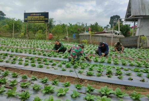 Upaya Satgas TMMD Ke-129 Kodim 1626/Bangli dalam Pengembangan Budidaya Pakcoy di Desa Sekardadi