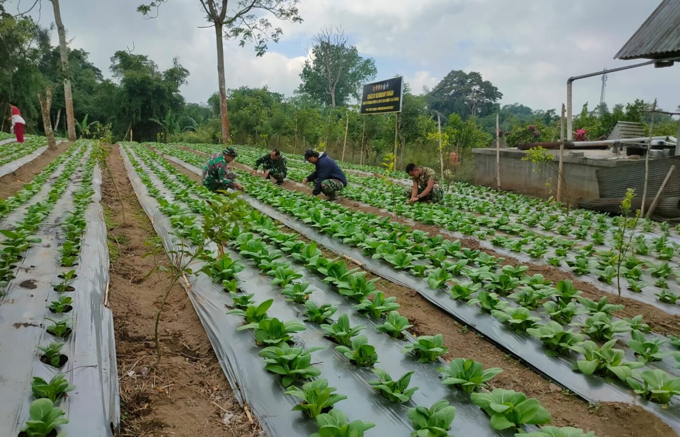 Pakcoy, Sayur Bergizi Pilihan dalam TMMD Ke-129 di Bangli
