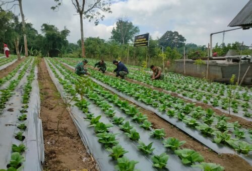 Pakcoy, Sayur Bergizi Pilihan dalam TMMD Ke-129 di Bangli