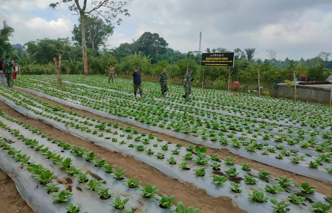 Kolaborasi Satgas TMMD dan Masyarakat dalam Pengelolaan Pakcoy untuk Ketahanan Pangan