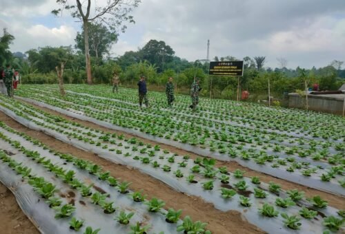 Kolaborasi Satgas TMMD dan Masyarakat dalam Pengelolaan Pakcoy untuk Ketahanan Pangan