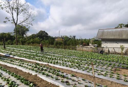 Peluang Ekonomi Melalui Budidaya Pakcoy di TMMD Ke-129 Kodim 1626/Bangli