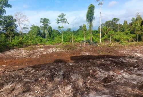 Pembukaan Lahan 1 Hektar oleh TMMD Ke-129 Siap Tanam di Kampung Sesor