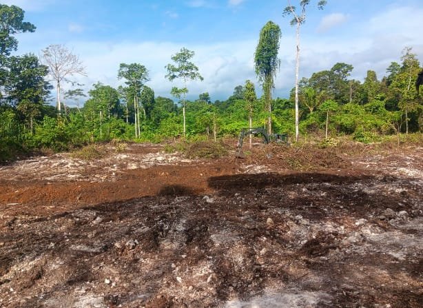 Pembukaan Lahan 1 Hektar oleh TMMD Ke-129 Siap Tanam di Kampung Sesor