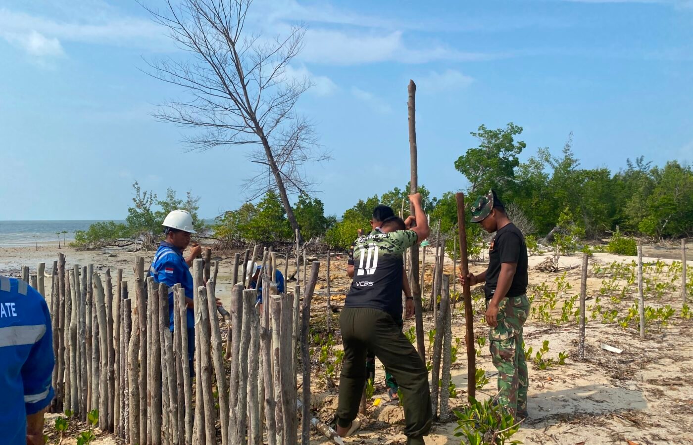 Penanaman Mangrove Dukung Lingkungan Pesisir di Teluk Diraja