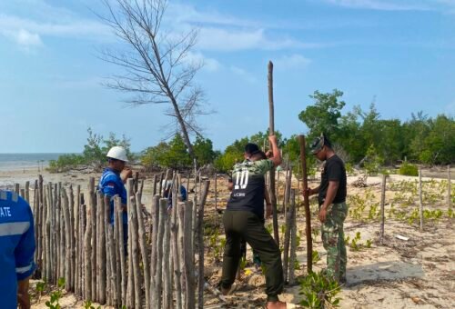 Penanaman Mangrove Dukung Lingkungan Pesisir di Teluk Diraja