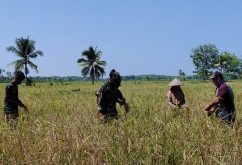Sinergi TNI dan Petani di Panen Padi Desa Bandar Raya