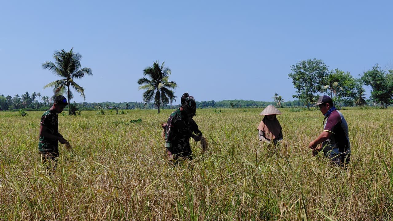 Sinergi TNI dan Petani di Panen Padi Desa Bandar Raya
