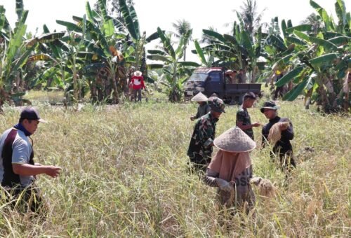 Satgas TMMD Ke-129 Berperan Aktif dalam Panen Padi di Bandar Raya